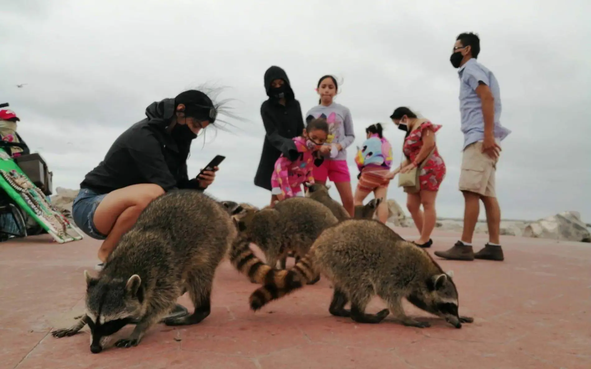 Mapaches no son para domesticar advierten especialistas 